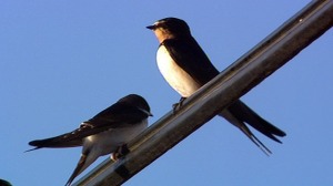 swallow_affrica